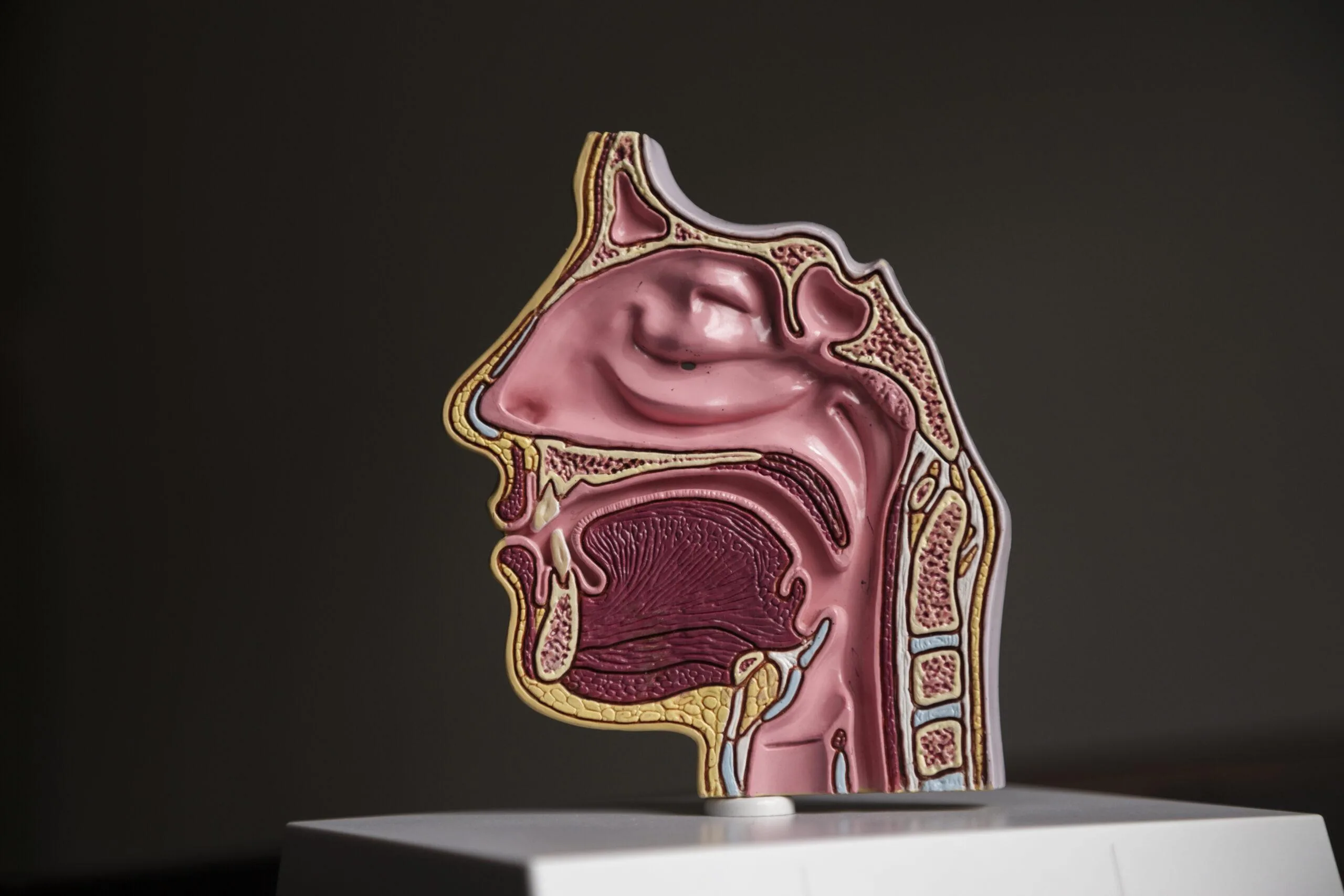Understanding Malignant Tumours of the Larynx: Anatomy, Pathophysiology, and Epidemiology
